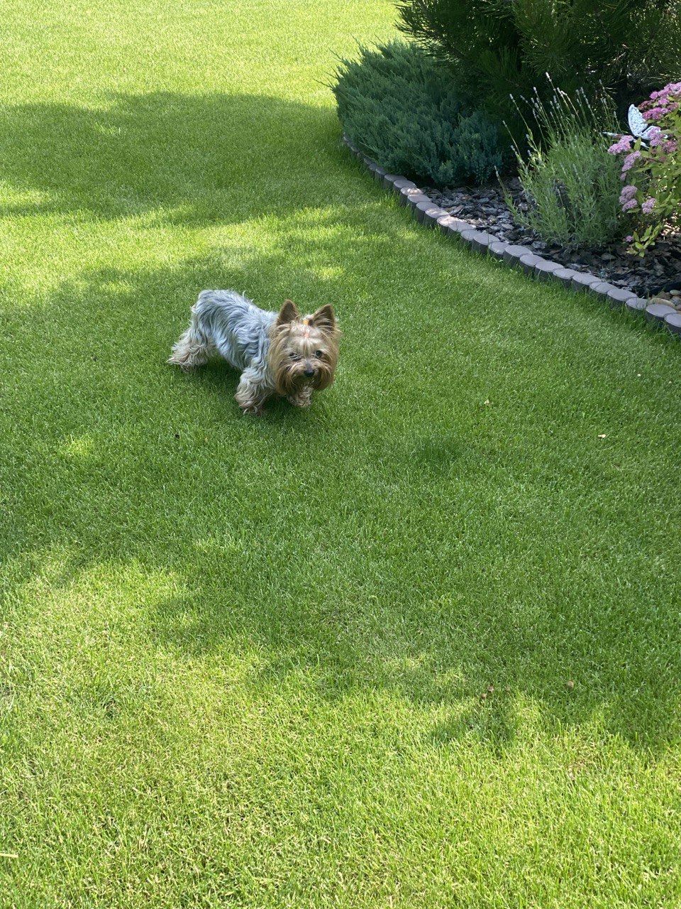 ground transportation for dogs