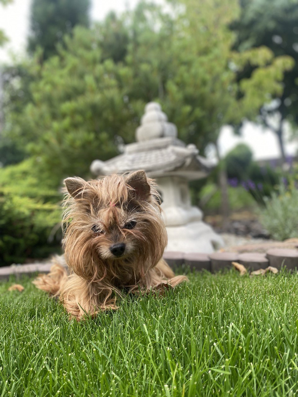family pet relocation
